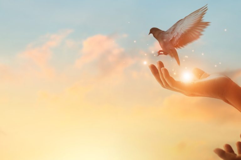 A bird being released into the sky symbolising emotional freedom, calm, and the power of letting go.